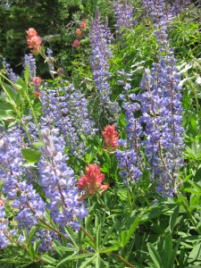 Albion Basin Wildflowers