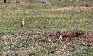 More Prairie Dogs