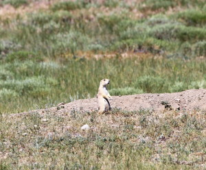 Prairie Dog