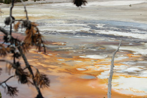 Beautiful Oranges in Norris Geyser Basin