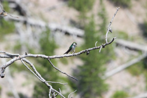 Bird at Gibbon Falls