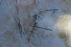 Branch being coated with limestone at Mammoth Hot Springs