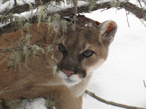 cougar