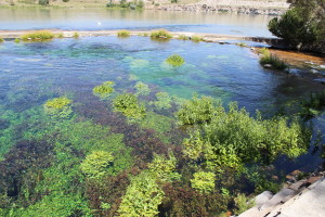 Plants in Giant Springs