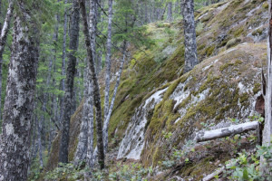 Moss Covered Rocks