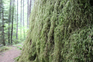 Moss covered rock