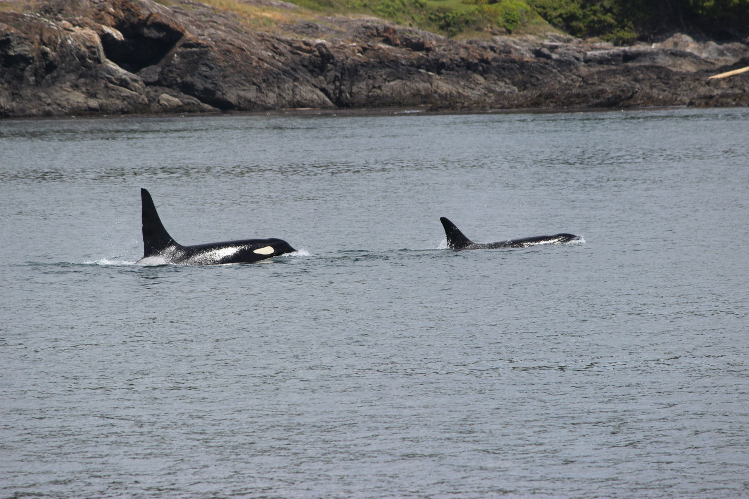 Orca Whales