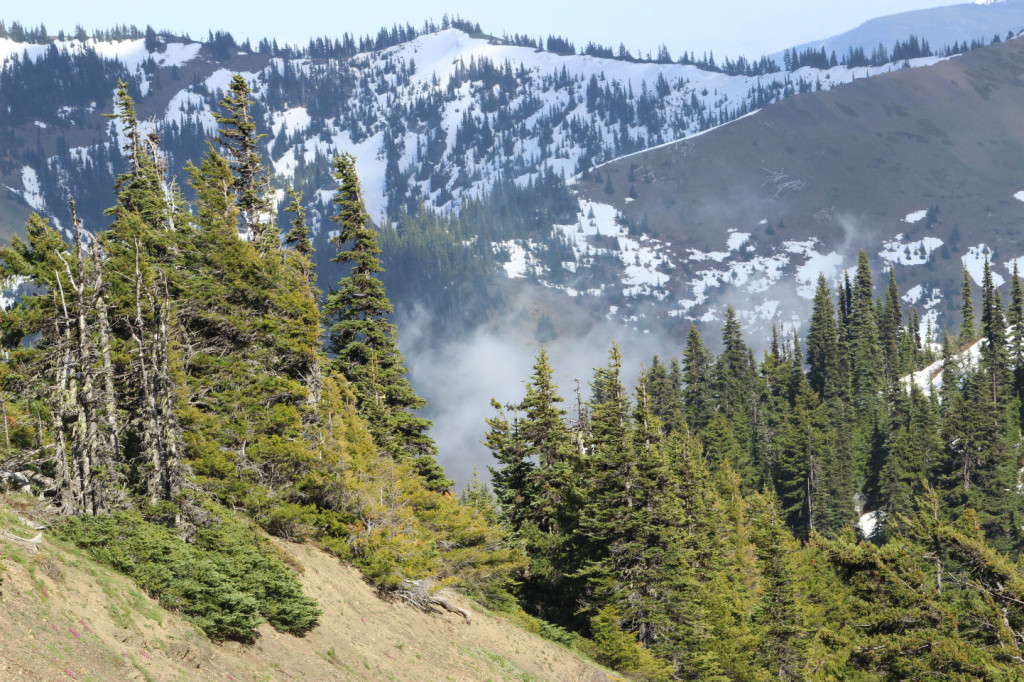 Olympic National Park