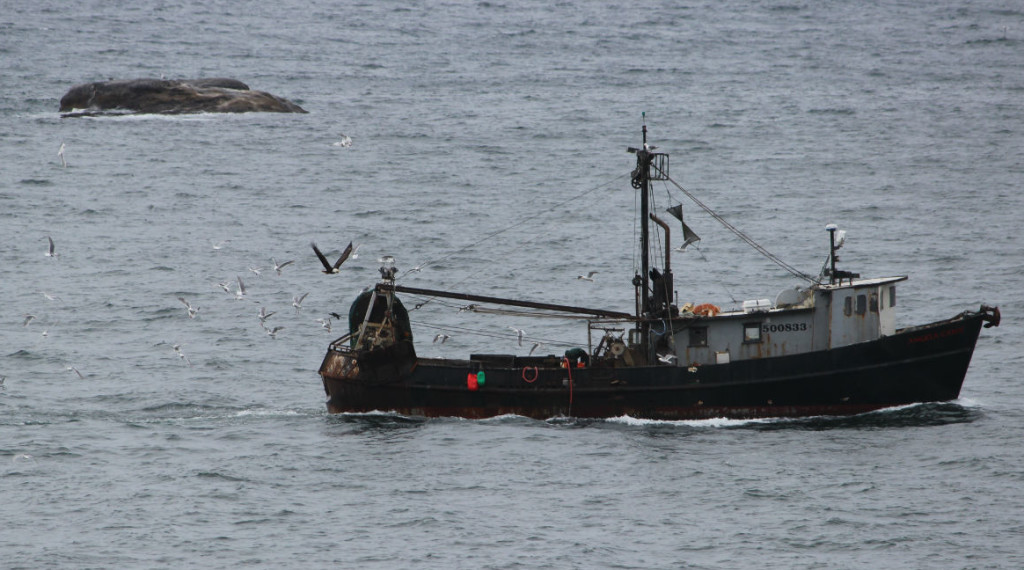 Bald Eagle at Cape Flattery