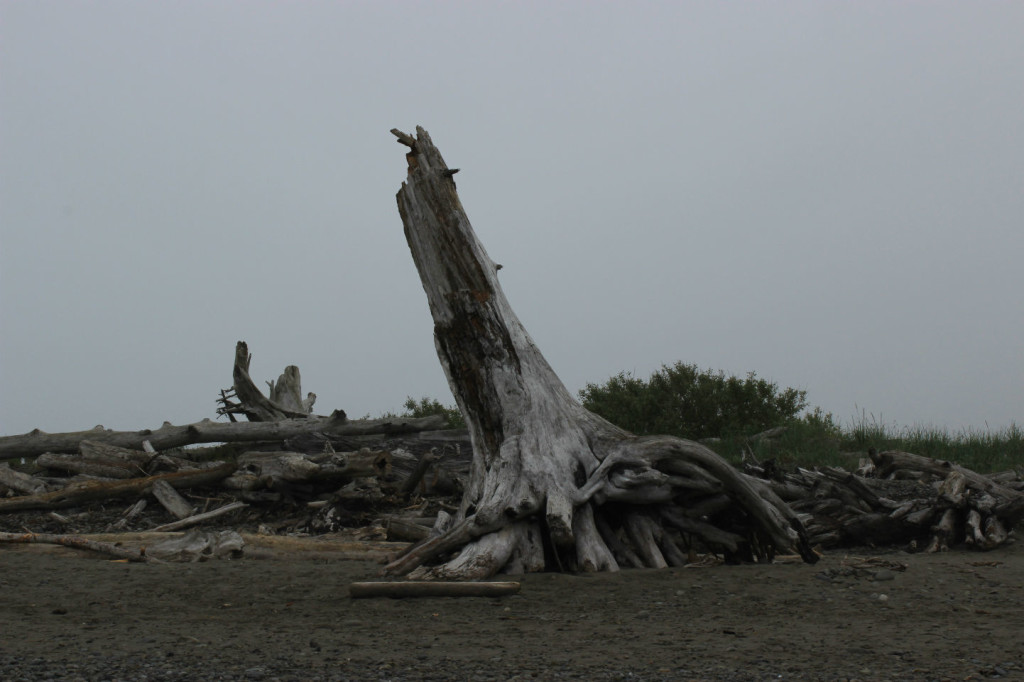 Big Tree at First Beach