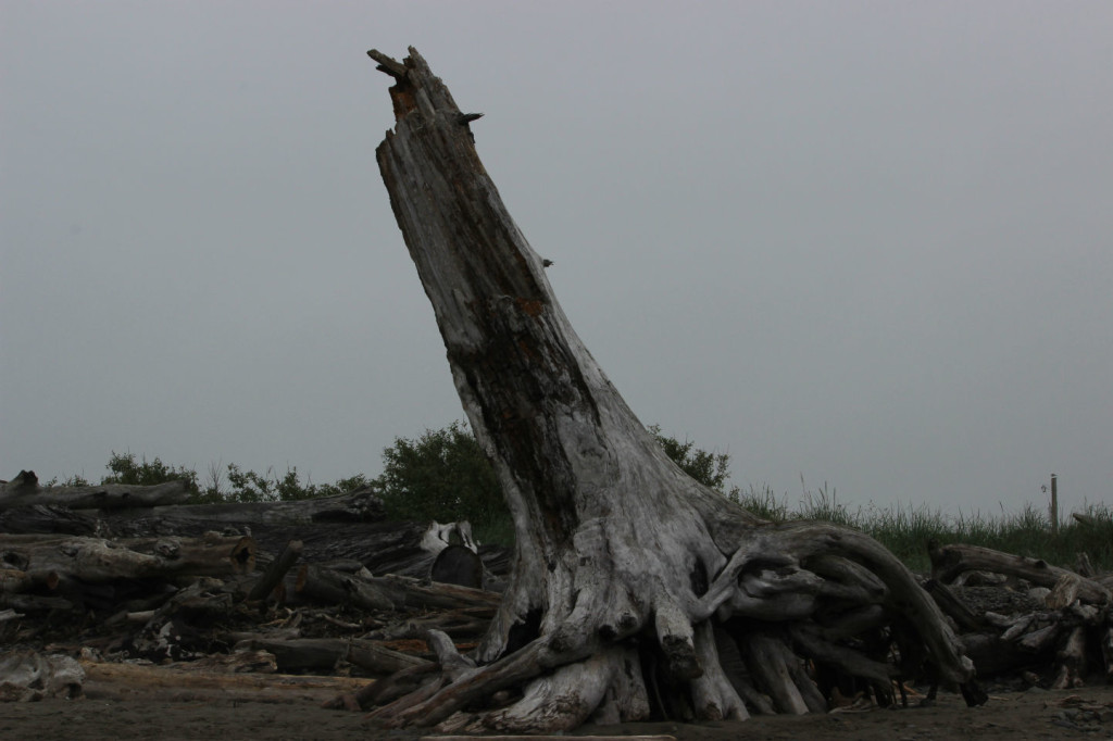 First Beach Driftwood