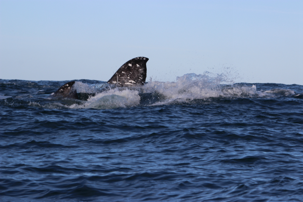 Whale Watching in Depoe Bay