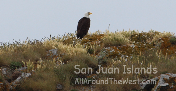 San Juan Islands Bald Eagle